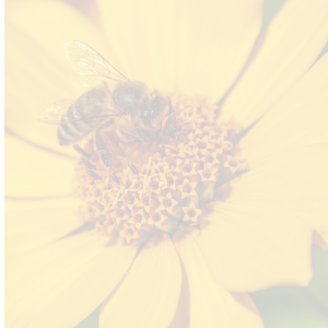 bees4all
